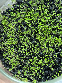 Phân nền trồng cây thủy sinh đã trộn sẵn Hạt giống trân châu lá nhỏ.