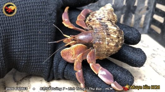 [XL+] BREVI Ốc Mượn Hồn - Cua Ẩn Sĩ - Ốc Mượn Hồn Đẹp - Ốc Mượn Hồn Giá Rẻ