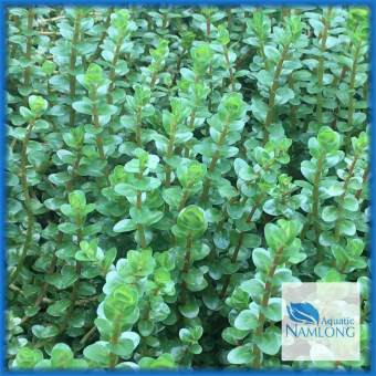 Vảy ốc đỏ (10 ngọn) - Rotala Colorala - Cây thủy sinh cắt cắm