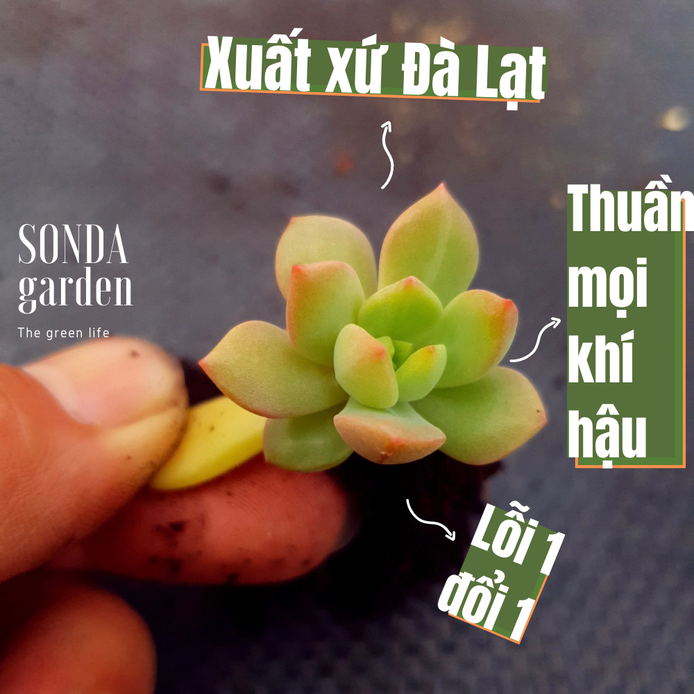 Mầm lá sen đá mặt trời siêu khoẻ đẹp lỗi 1 đổi 1