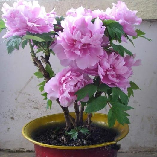 Hot-selling household goods Củ hoa mẫu đơn cánh kép nhiều màu củ cây hoa mẫu đơn đã nảy nhiều mầm