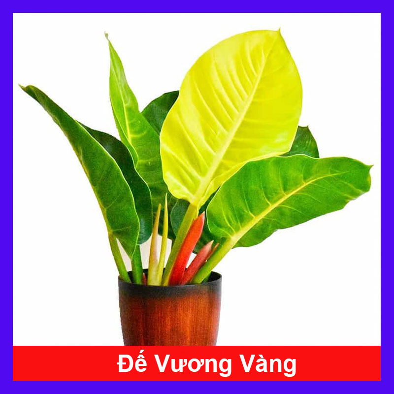 Cây Trầu Bà Đế Vương Vàng - cây cảnh để bàn