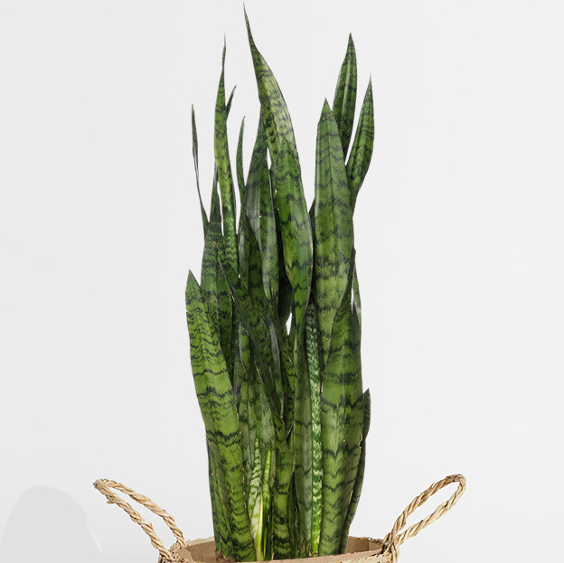 CÂY LƯỠI HỔ XANH DÁNG CAO 1 CÂY (40-50CM)