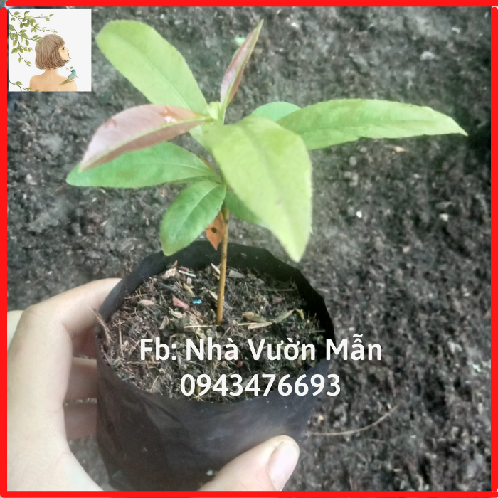 Combo 10 cây mai dảo thủ đức 8-12 cánh