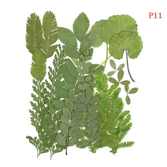 Hoa Ép Hoa Khô Nhỏ Trang Trí Lưu Niệm Hoa Bảo Quản Tự Làm