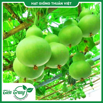 Hạt giống Bầu hồ lô