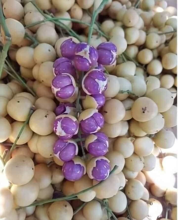 Cây giống bòn bon ruột tím - cây giống bòn bon ruột tím