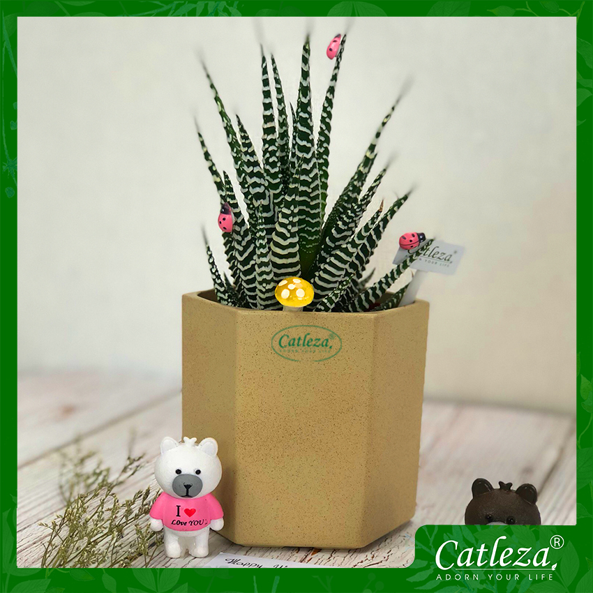 Chậu Nhựa Trồng Cây Thông Minh CATLEZA Sơn Lục Giác Không Ống Thăm Dò Mực Nước 11x11x10 cm