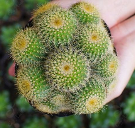 Xương Rồng Bóng Vàng Bụi