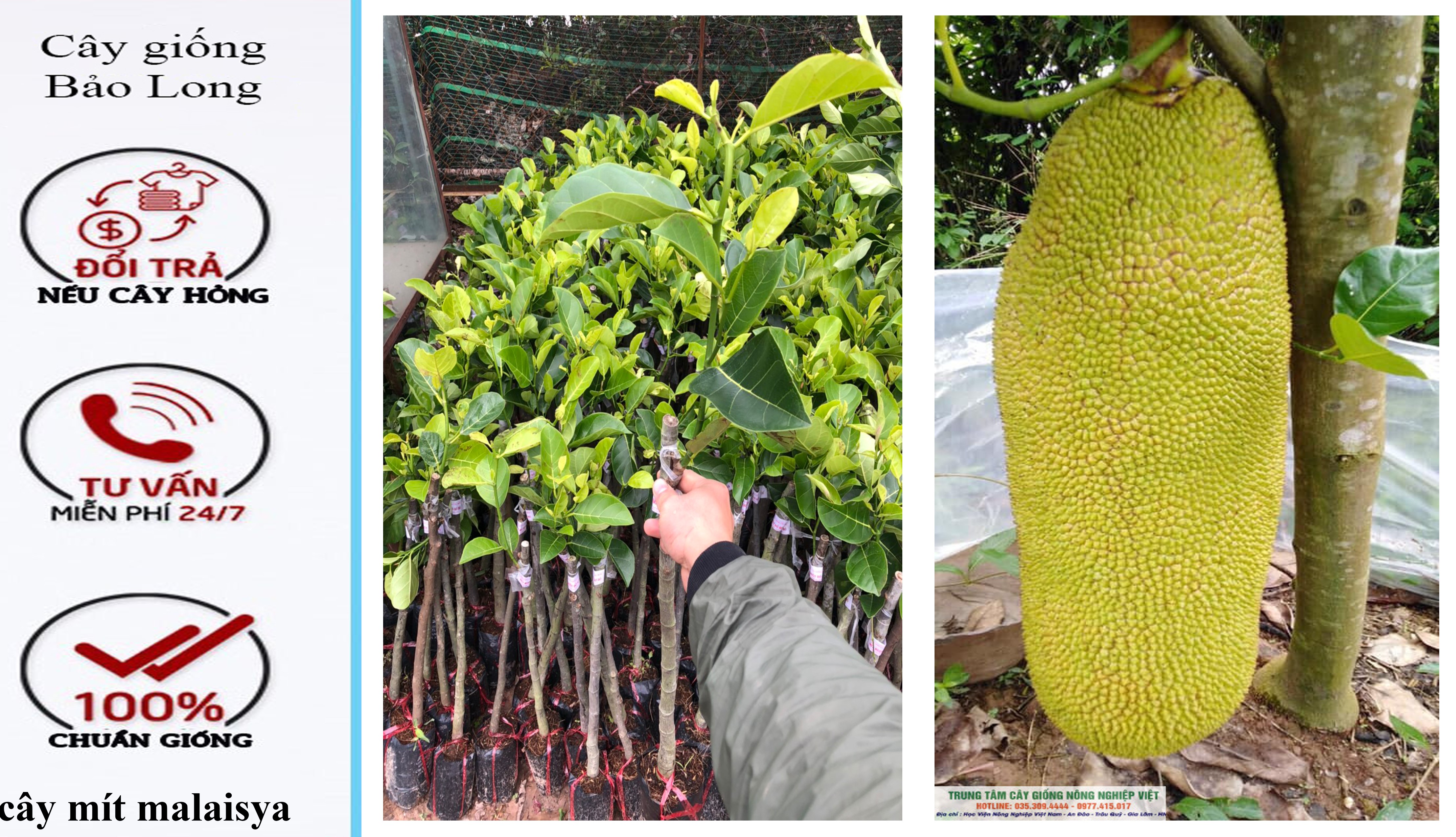 Cây giống mít quả dài Malaysia, cây giống nông ghiệp