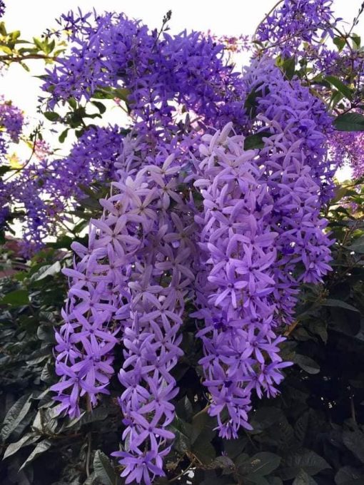 (Ảnh thật) Cây Mai Xanh Thái (cây cao 60cm) Chuỗi Hoa Dài, ưa nắng sinh trưởng nhanh