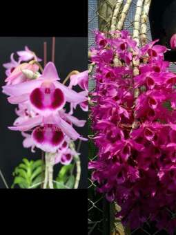 PHI ĐIỆP LAI TRẦM( super nestor và trầm rồng đỏ) hàng giống