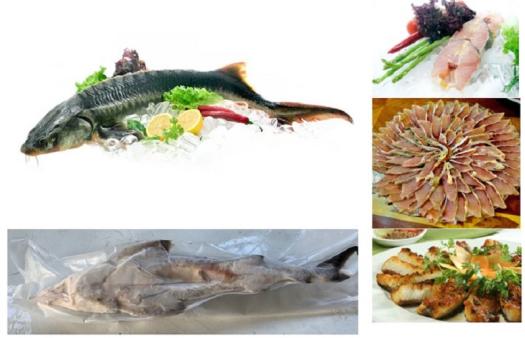 Cá Tầm Nguyên Con Sơ Chế  1.2Kg