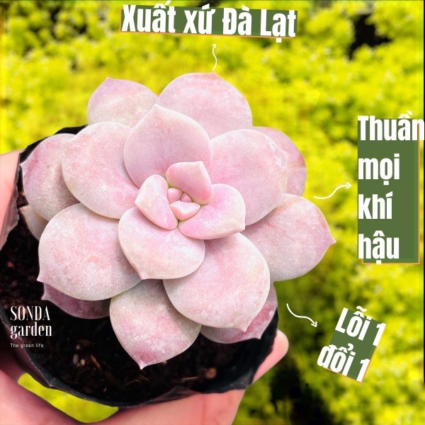 Sen đá dĩa hồng size bé lỗi 1 đổi 1