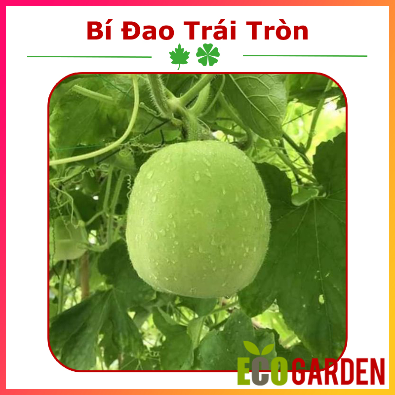 Hạt giống bí đao trái tròn thái lan