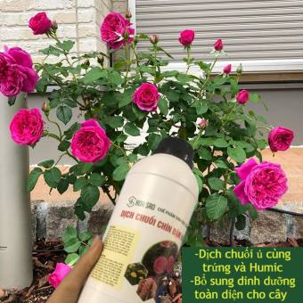 Dịch chuối chín đậm đặc ủ cùng trứng và Humic