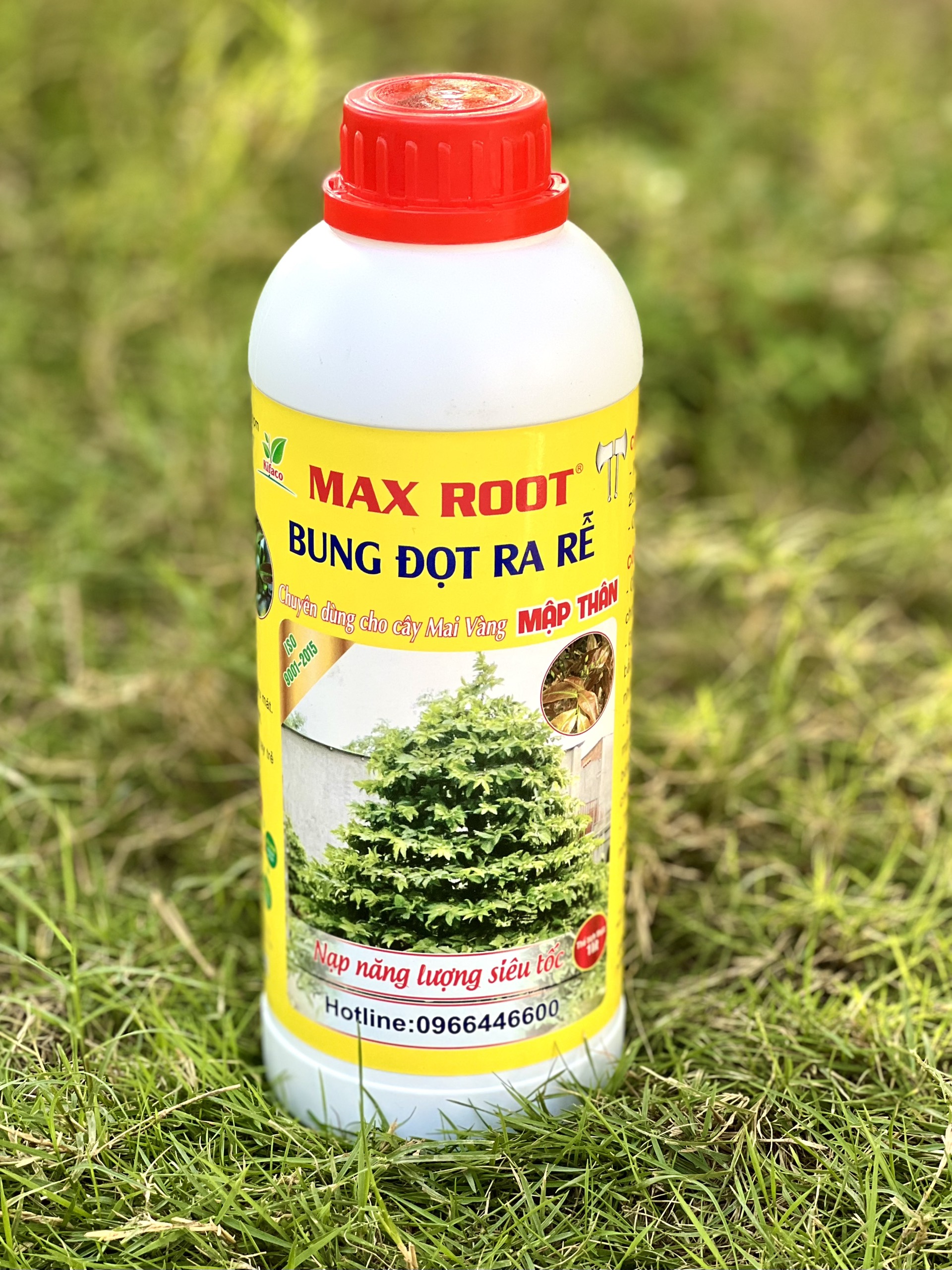 Phân bón bung đọt ra rễ chuyên mai vàng 1 lít
