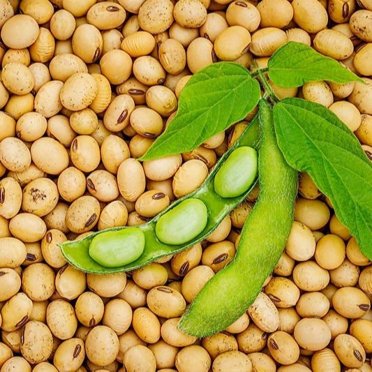 1kg Đậu nành đậu tương quê hữu cơ làm sữa