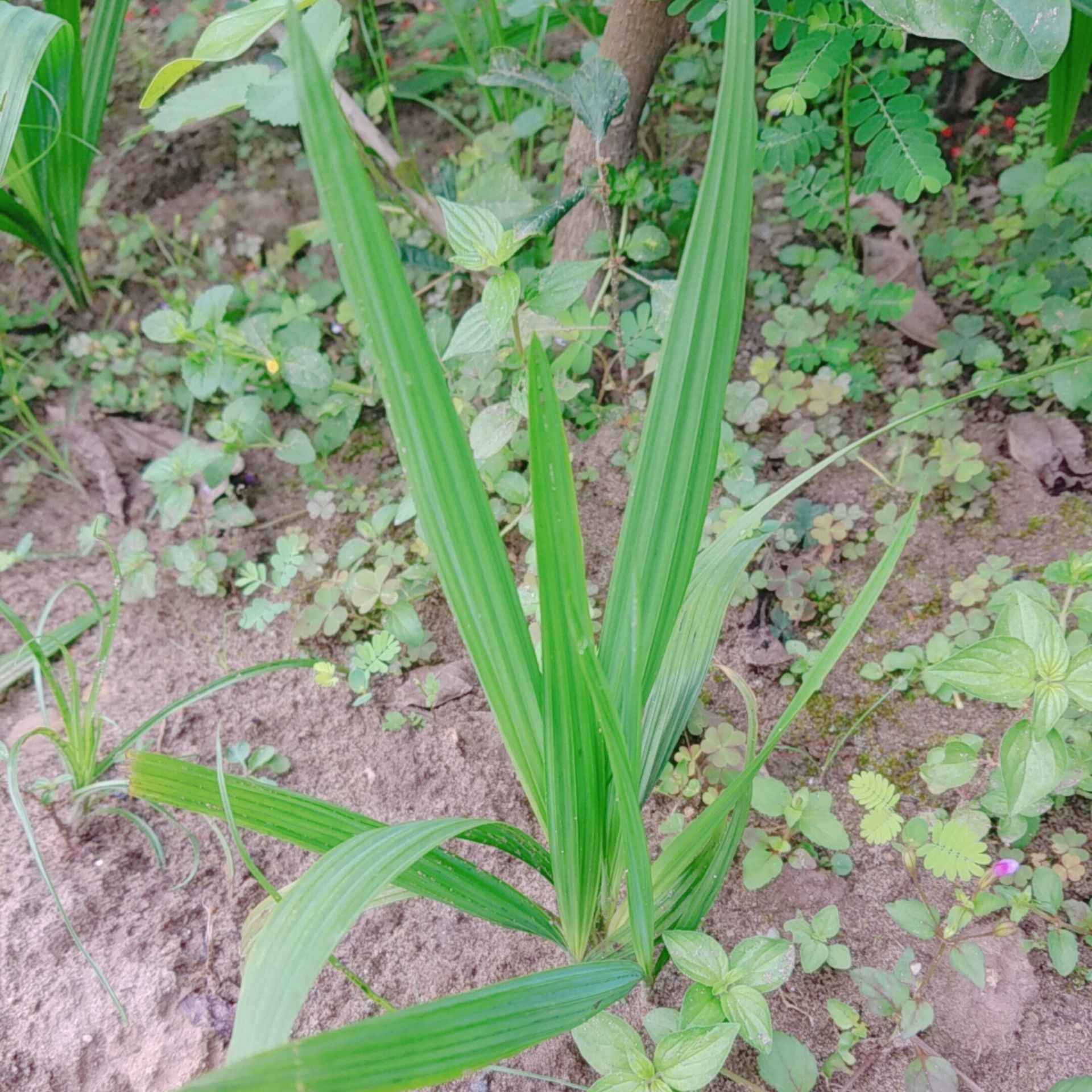 10 cây sâm đại hành rễ trần - Bảo hành sống