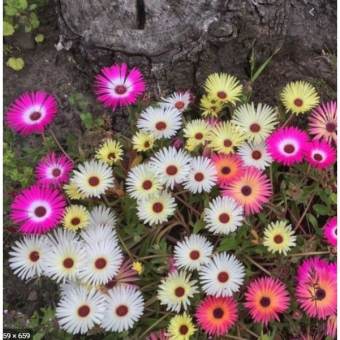 hạt giống hoa 10 giờ châu phi mix