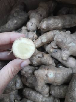 Củ Ngãi Chống Độc tươi 1kg ( ngãi trắng, nghệ trắng, nghệ rừng)
