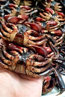 1Kg KHÔNG CÂN NƯỚC BA KHÍA MUỐI NGUYÊN CON CÀ MAU NHIỀU THỊT-ATVSTP