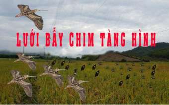 Lưới bẫy rẽ giun, bẫy tổng hợp các loại chim dài 60m cao 6m đã làm đầy đủ và thắt chống gió, hàng thái lan mua về chỉ việc sử dụng