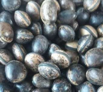 10 Hạt đậu lào