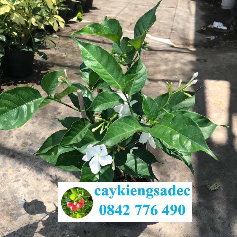 caykiengsadec - Cây lài Tây + tặng phân bón cho cây mau lớn - hoa kiểng lá - trang trí nội thất cảnh quan sân vườn ngoài trời