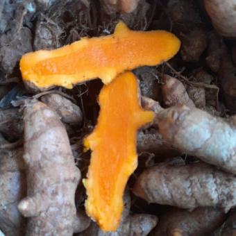 Nghệ vàng tươi củ già chất lượng túi 500g