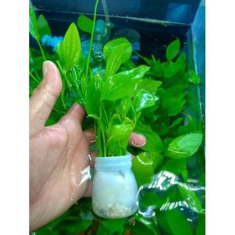 Combo 8 loại Cây thủy sinh Tiểu bảo tháp, Liễu gai, Vảy ốc, hồng ba tiêu......