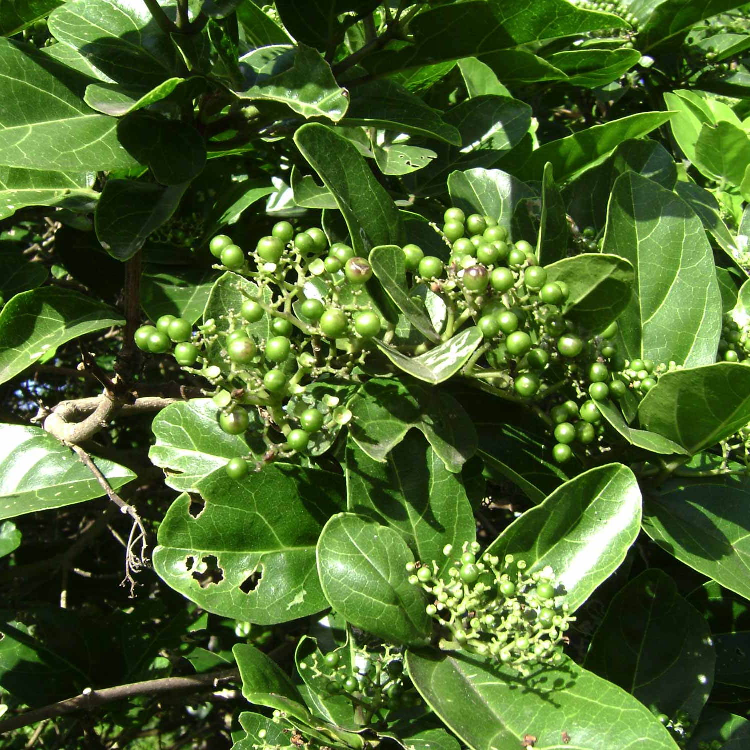 Cây giống vọng cách mát gan giải độc hiệu quả - Đơn hàng 100k tặng phân đầu trâu 100 gram