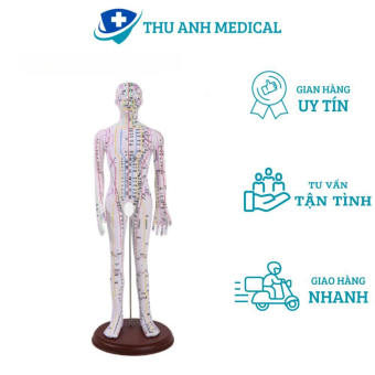 MÔ HÌNH MÔ TẢ ĐƯỜNG KINH VÀ HUYỆT VỊ CƠ THỂ NGƯỜI- MÔ HÌNH CHÂM CỨU- MÔ HÌNH Y KHOA