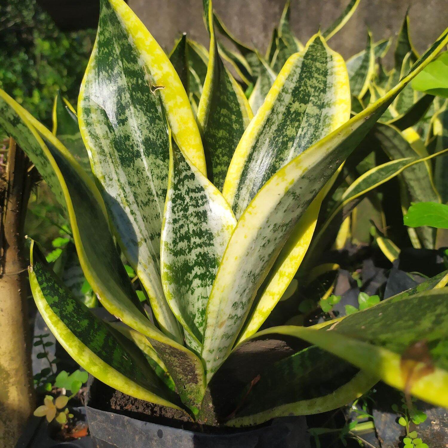 2 Cây Lưỡi Hổ Thái Sọc Vàng Lùn chậu nhựa (2 thân cây)