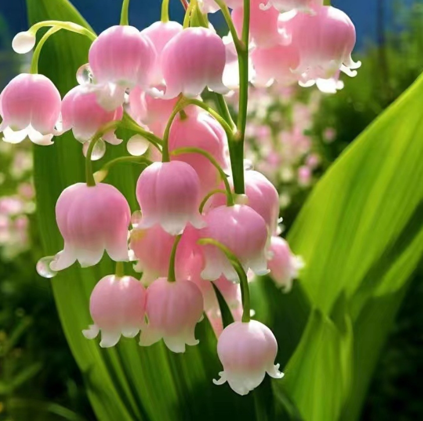 Lily Of The Valley Seedlings - Cold-Resistant, Easy-To-Grow