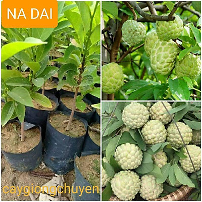 Cây giống na dai