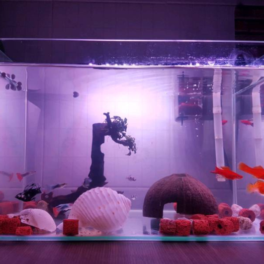 Đèn bể cá cảnh 30cm - 80cm giúp đỏ cá không đỏ nước