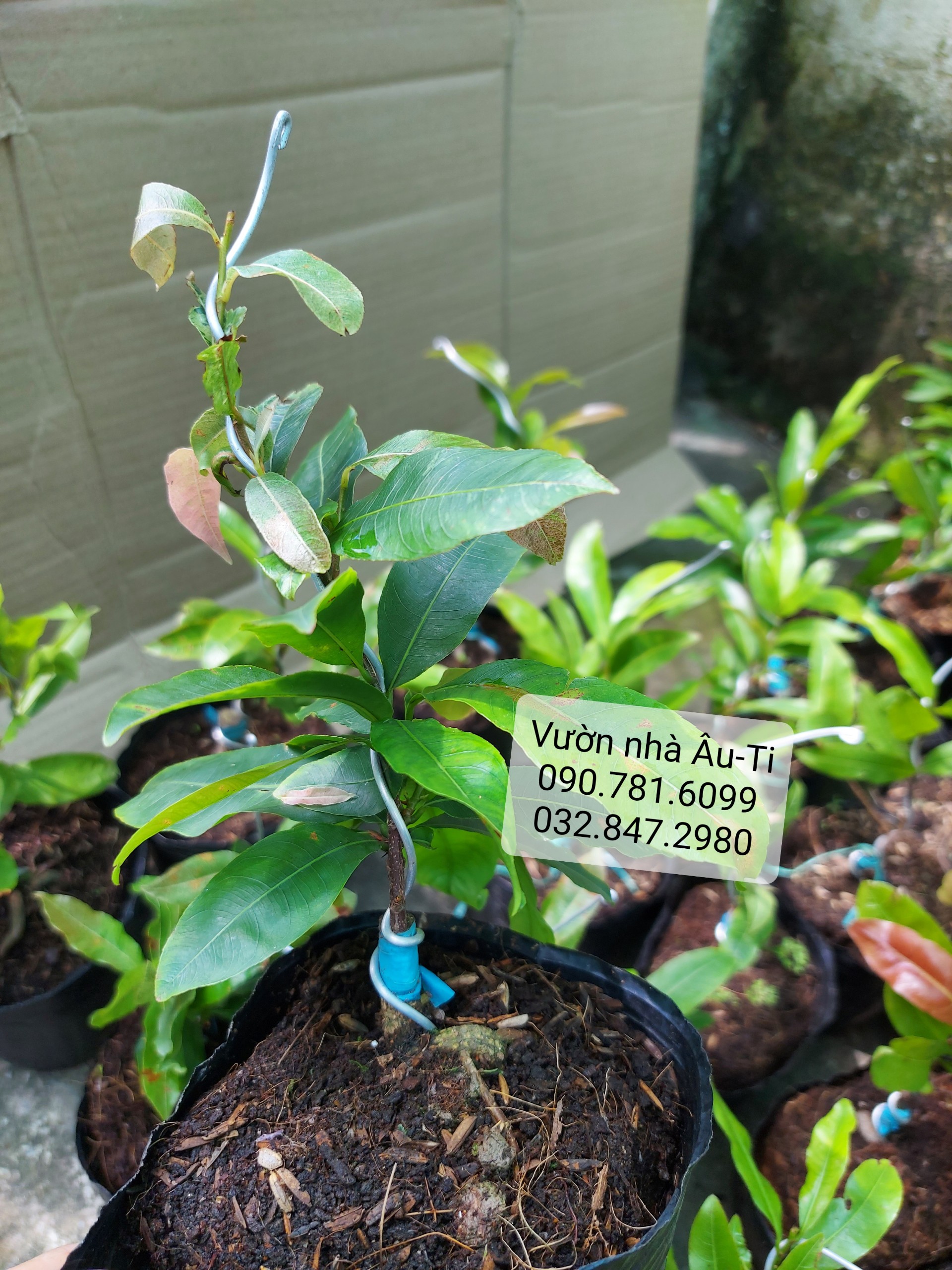 Bạch mai Tân Tân bonsai mini
