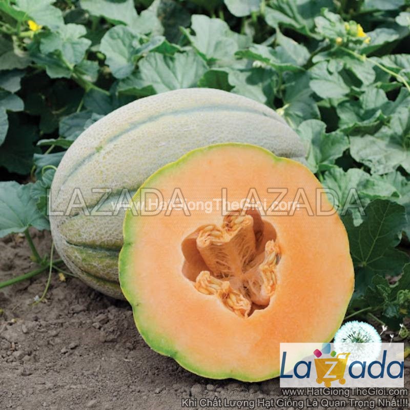1000.hạt hạt giống dưa lưới gân to3kg f1 tg177