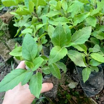 Set 3 cây bầu đất 🍀 MUA 3 CÂY TẶNG 1 CÂY 🍀 Cây như hình