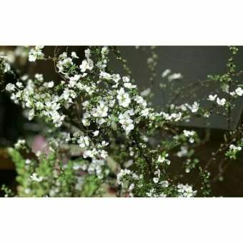 Cây bạch tuyết mai hoa quanh năm.