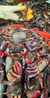 BA KHÍA MUỐI NGUYÊN CON KHÔNG CÂN NƯỚC 1KG CON NHỎ