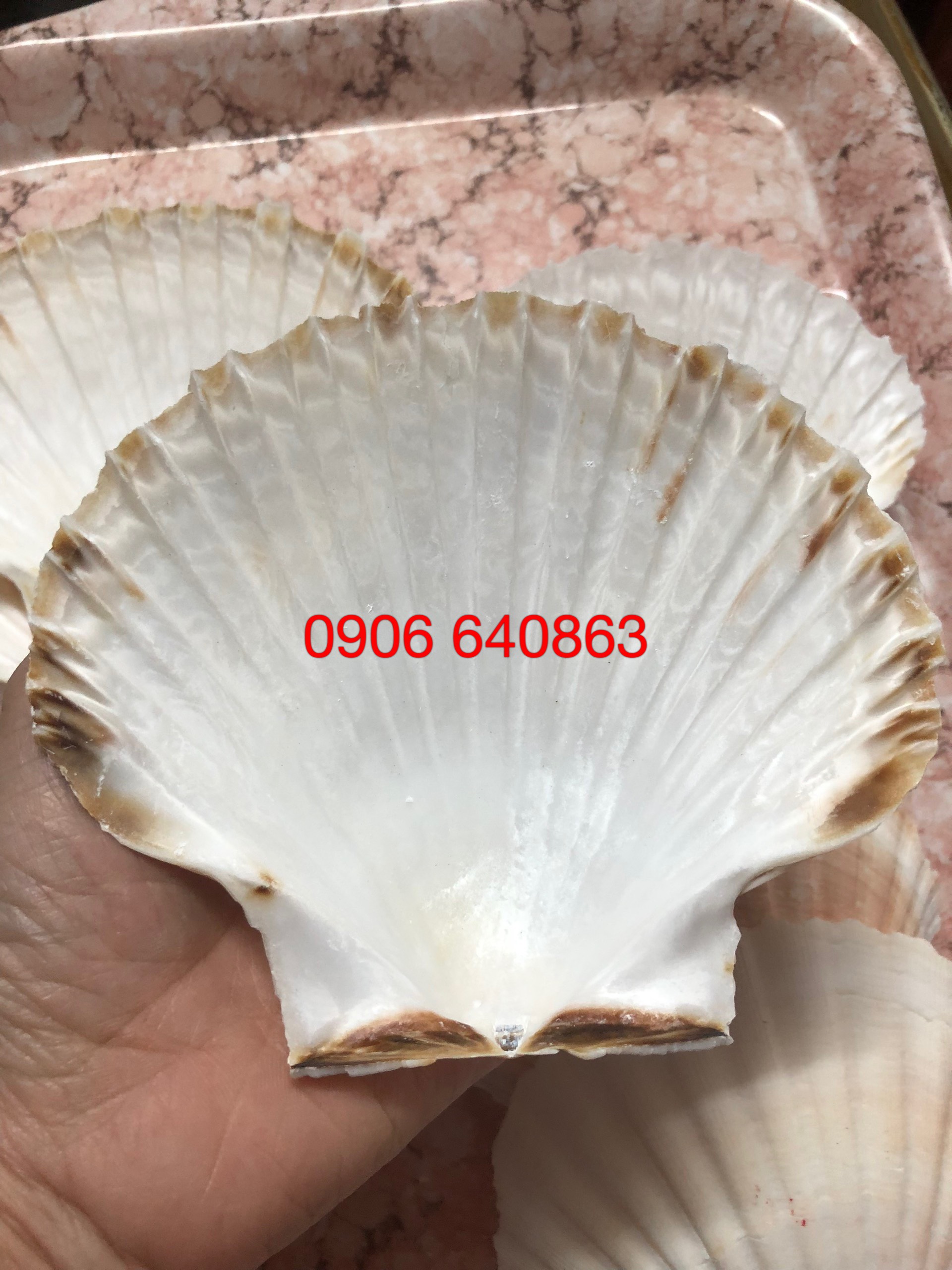 2 Vỏ Sò Điệp Nhật làm Chân nến phong cách Biển - Sò Điệp tự nhiên size đại