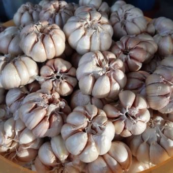 RAU GIA VỊ Đ&Agrave; LAT - Củ tỏi 100g