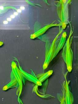 combo 10  sọc ngựa cánh tiên xanh thủy sinh kèm cám