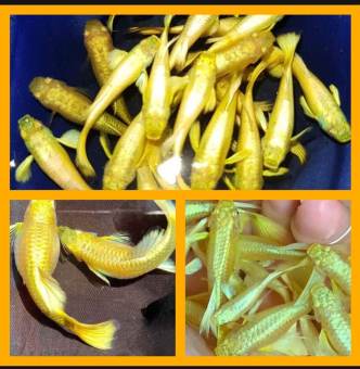 cá 7 màu full gold thủy sinh