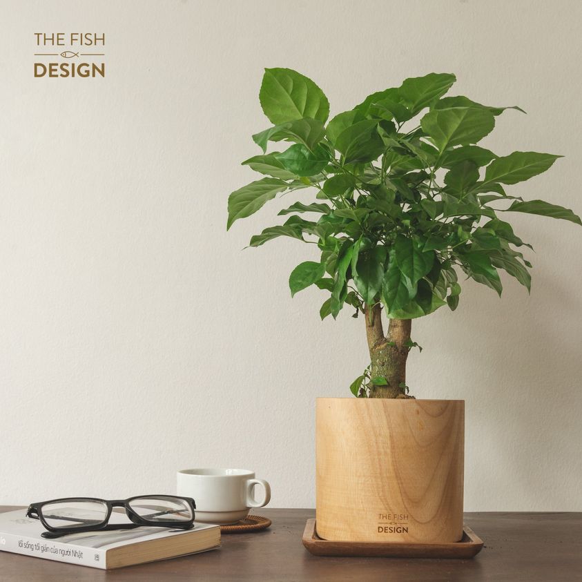 Chậu cây hạnh phúc thân gỗ | the fish size l