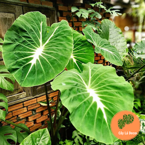 Colocasia Nancy's Revenge,cây decor nội thất,kiểng lá