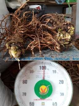 Sâm đương quy tươi nguyên củ (gói 2 củ 1kg)