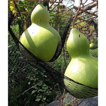 Gói 5 hạt giống bầu hồ lô khổng lồ